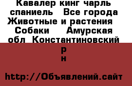 Кавалер кинг чарль спаниель - Все города Животные и растения » Собаки   . Амурская обл.,Константиновский р-н